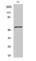 Ephrin-B1/2 Polyclonal Antibody