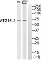 Atg16L2 Polyclonal Antibody