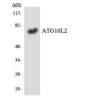 Atg16L2 Polyclonal Antibody