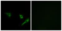Atg4A Polyclonal Antibody
