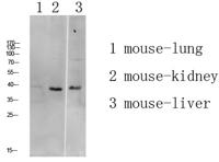 ATG4A Polyclonal Antibody