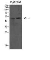 Atg4C Polyclonal Antibody
