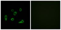 Atg4C Polyclonal Antibody