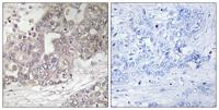 Atg4C Polyclonal Antibody