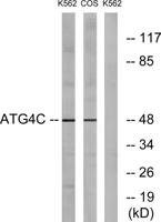 Atg4C Polyclonal Antibody