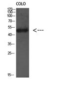 Atg4D Polyclonal Antibody