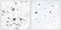 Ephrin-B3 Polyclonal Antibody