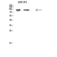 Atg9a Polyclonal Antibody