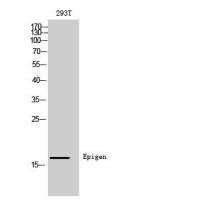 Epigen Polyclonal Antibody