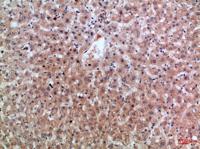 Epiregulin Polyclonal Antibody