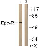 EpoR Polyclonal Antibody