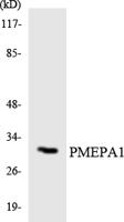 PMEPA1 Polyclonal Antibody