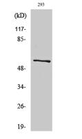 ATP5A Polyclonal Antibody