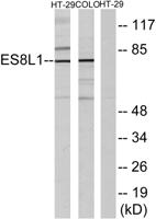 Eps8L1 Polyclonal Antibody