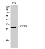 ATP5F1 Polyclonal Antibody