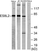 Eps8L2 Polyclonal Antibody