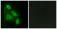 Eps8L3 Polyclonal Antibody
