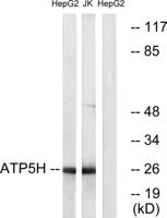 ATP5H Polyclonal Antibody