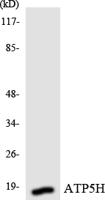 ATP5H Polyclonal Antibody