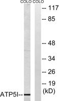 ATP5I Polyclonal Antibody
