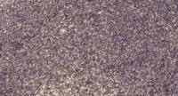 ATP5I Polyclonal Antibody