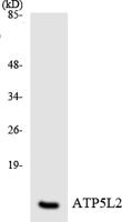 ATP5L2 Polyclonal Antibody