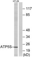 ATP5S Polyclonal Antibody