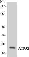ATP5S Polyclonal Antibody