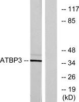 ATPBD3 Polyclonal Antibody