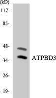 ATPBD3 Polyclonal Antibody