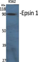Epsin 1 Polyclonal Antibody