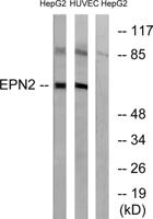 Epsin 2 Polyclonal Antibody
