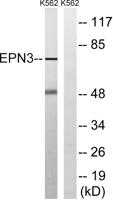 Epsin 3 Polyclonal Antibody