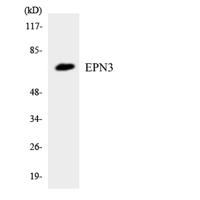 Epsin 3 Polyclonal Antibody