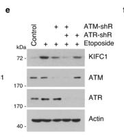 ATR Polyclonal Antibody