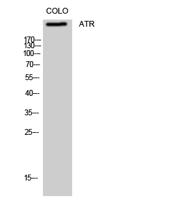 ATR Polyclonal Antibody