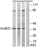 AurB/C Polyclonal Antibody