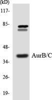 AurB/C Polyclonal Antibody