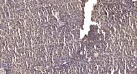 AurB/C Polyclonal Antibody
