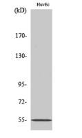 ER81 Polyclonal Antibody