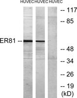 ER81 Polyclonal Antibody