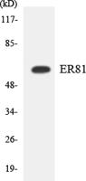 ER81 Polyclonal Antibody