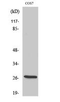 ERAB Polyclonal Antibody