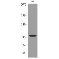 Autotaxin Polyclonal Antibody