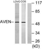 Aven Polyclonal Antibody