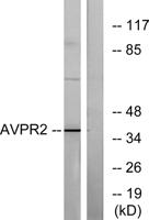 AVP Receptor V2 Polyclonal Antibody