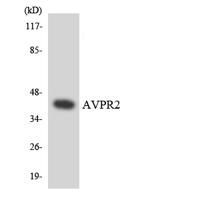 AVP Receptor V2 Polyclonal Antibody