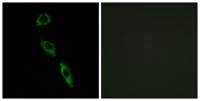 E-Ras Polyclonal Antibody
