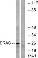 E-Ras Polyclonal Antibody