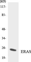 E-Ras Polyclonal Antibody